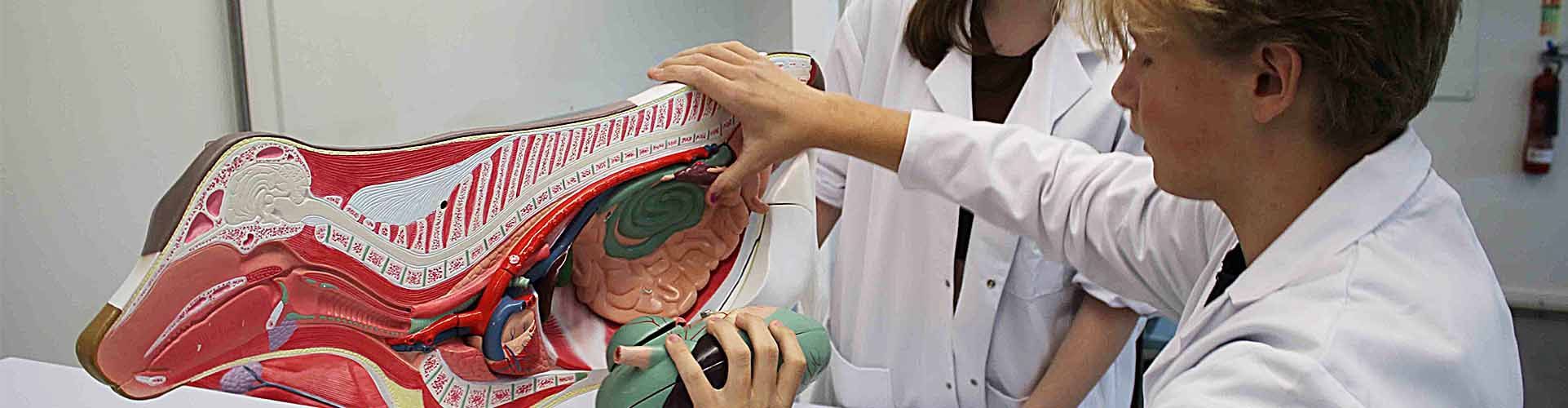 Animal Management & Science T Level